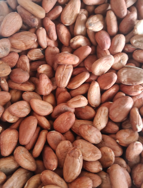Cacao